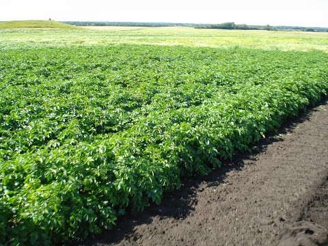 Eagle Creek Seed Potatoes